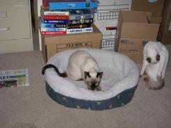 more kittens